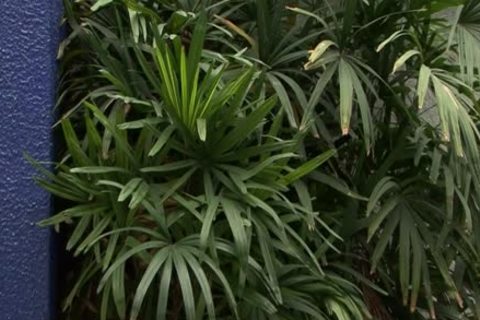 Brazilian tgirls plowing